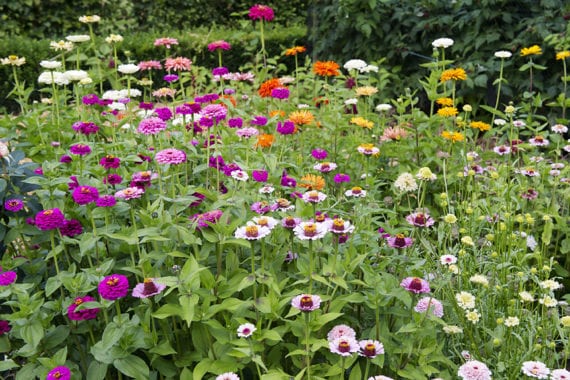 Cut flower garden, Swanton Morley House, Norfolk